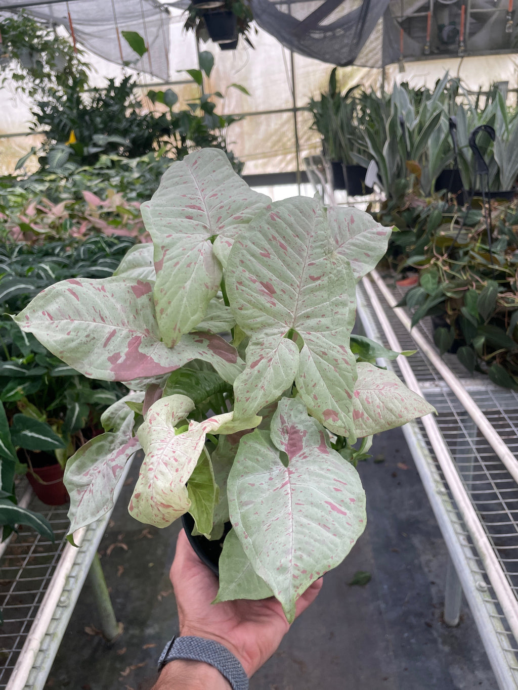 Syngonium 'Milk Confetti' – view 4