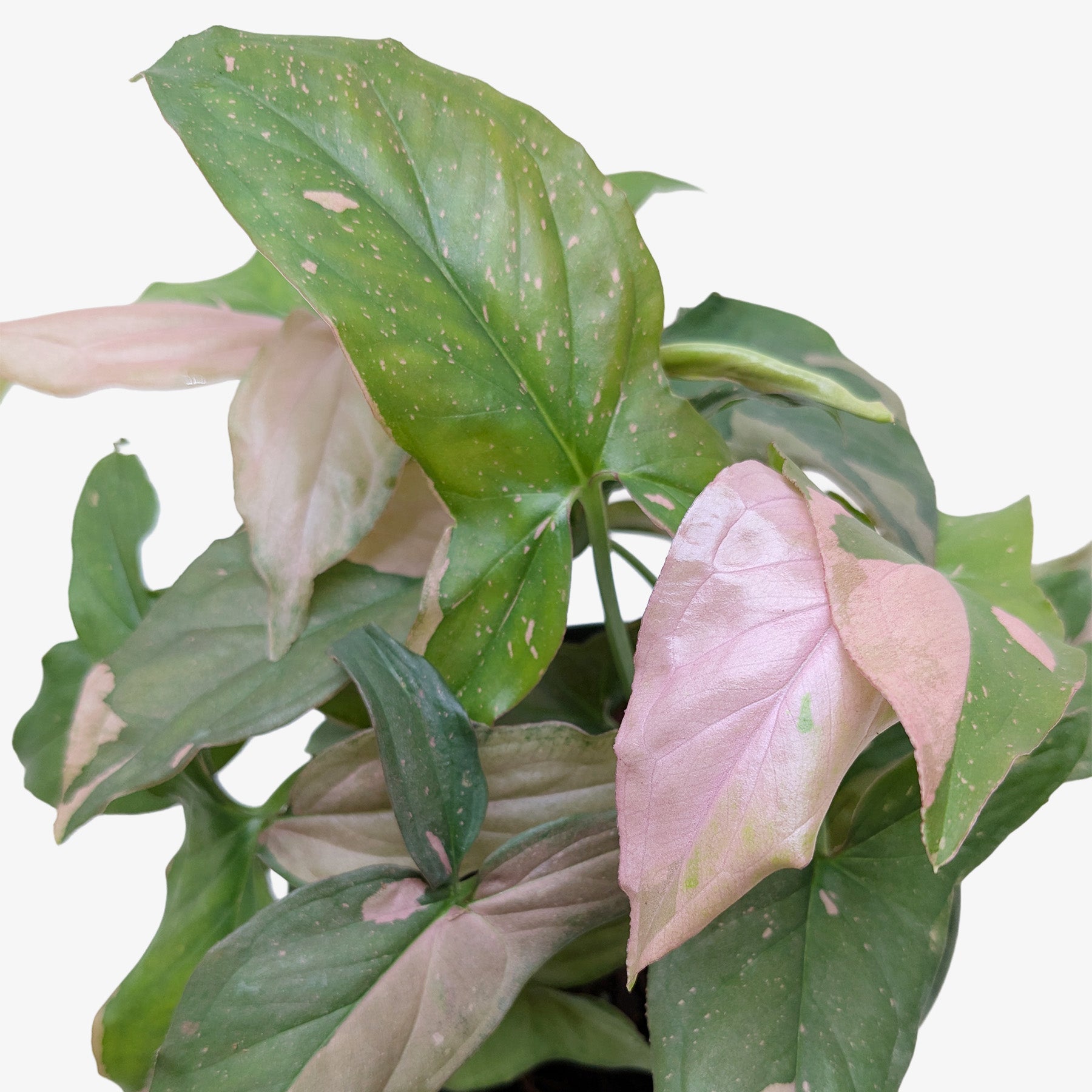 Syngonium 'Pink Splash' - 4" Pot – view 6