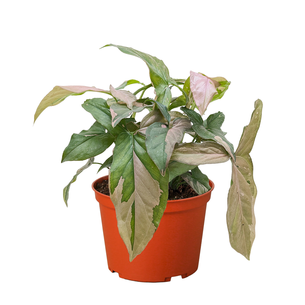 Syngonium 'Pink Splash' - 4" Pot – view 5