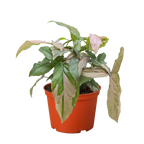 Syngonium 'Pink Splash' - 4" Pot – view 5