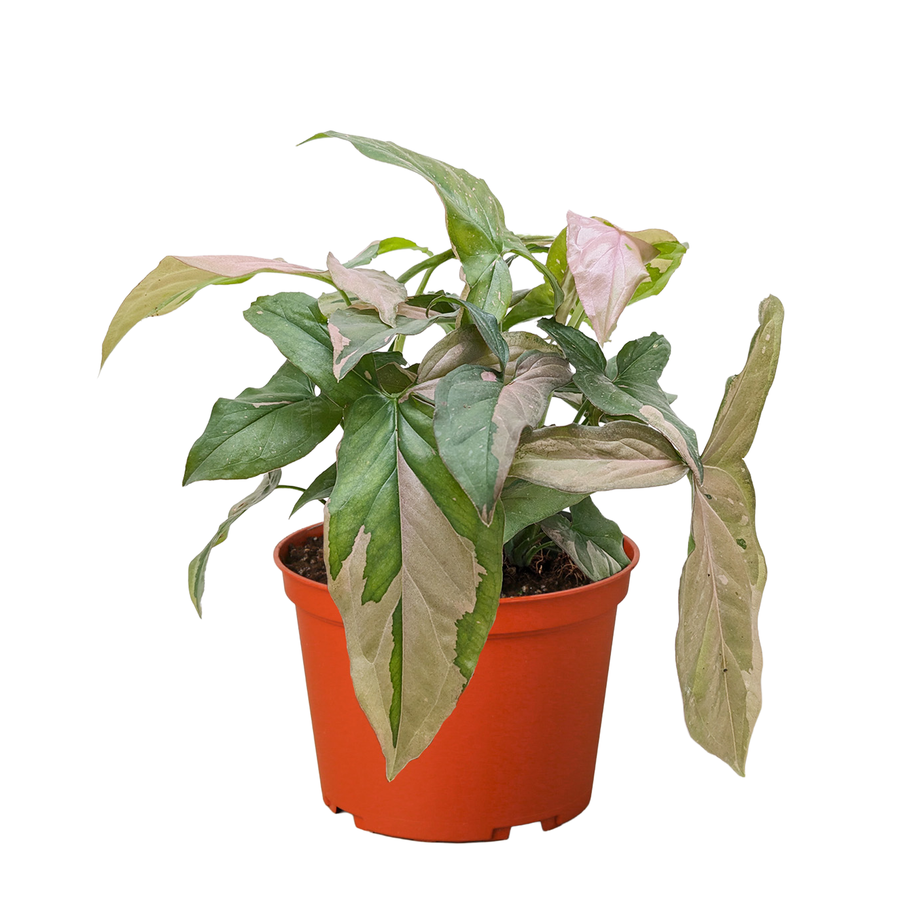 Syngonium 'Pink Splash' - 4" Pot – view 5