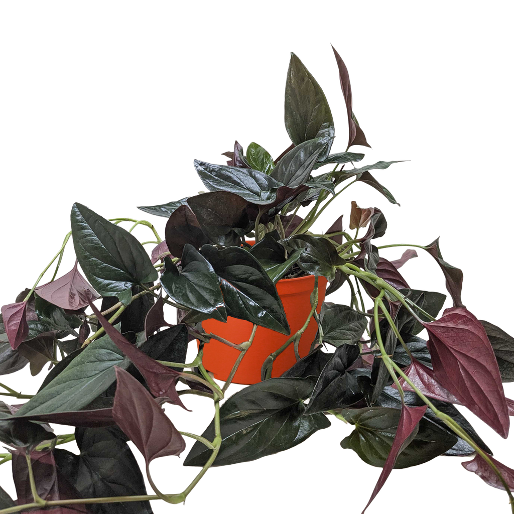 Syngonium 'Red Arrow' – view 2