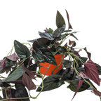 Syngonium 'Red Arrow' – view 2