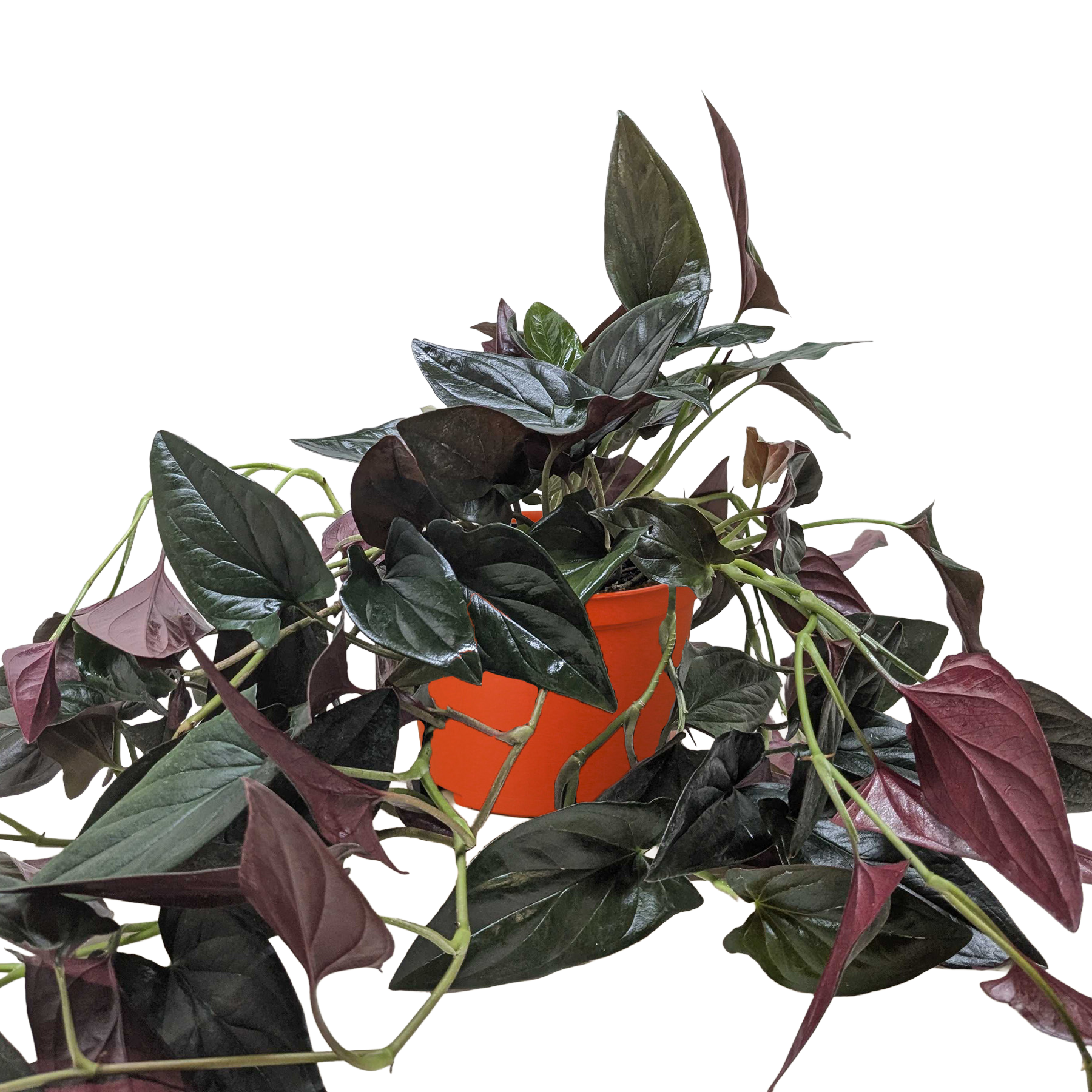 Syngonium 'Red Arrow' – view 2