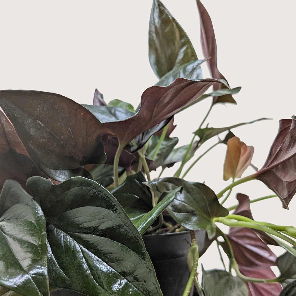 Syngonium 'Red Arrow' – view 3