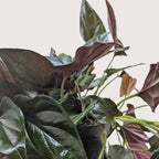 Syngonium 'Red Arrow' – view 3