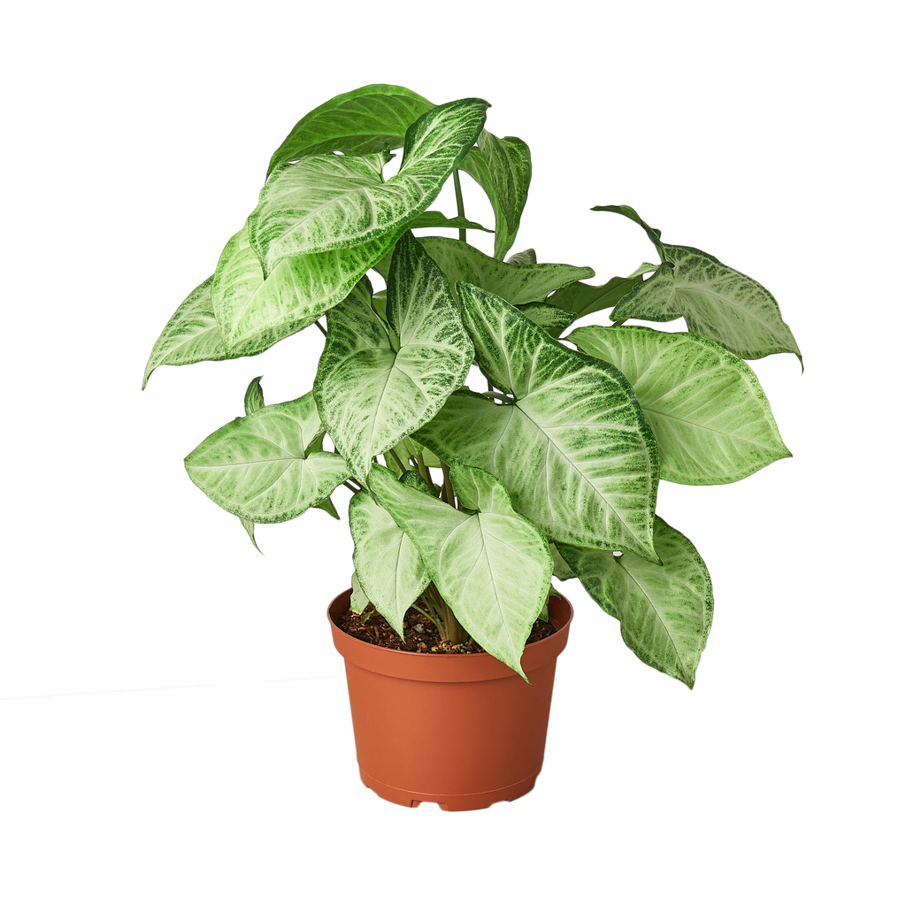 Syngonium White Butterfly – view 5
