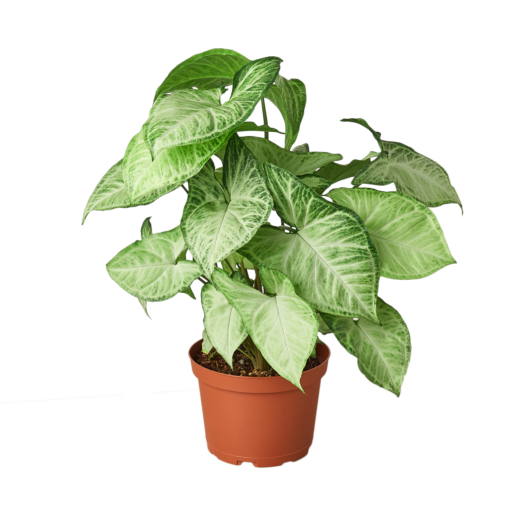 Syngonium White Butterfly – view 5