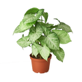Syngonium White Butterfly Live Plant – 6" Nursery Pot