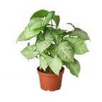 Syngonium White Butterfly Live Plant – 6" Nursery Pot