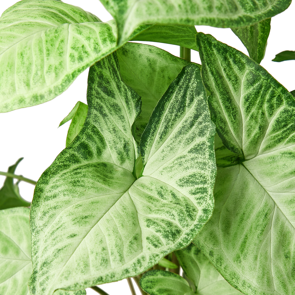 Syngonium White Butterfly – view 6