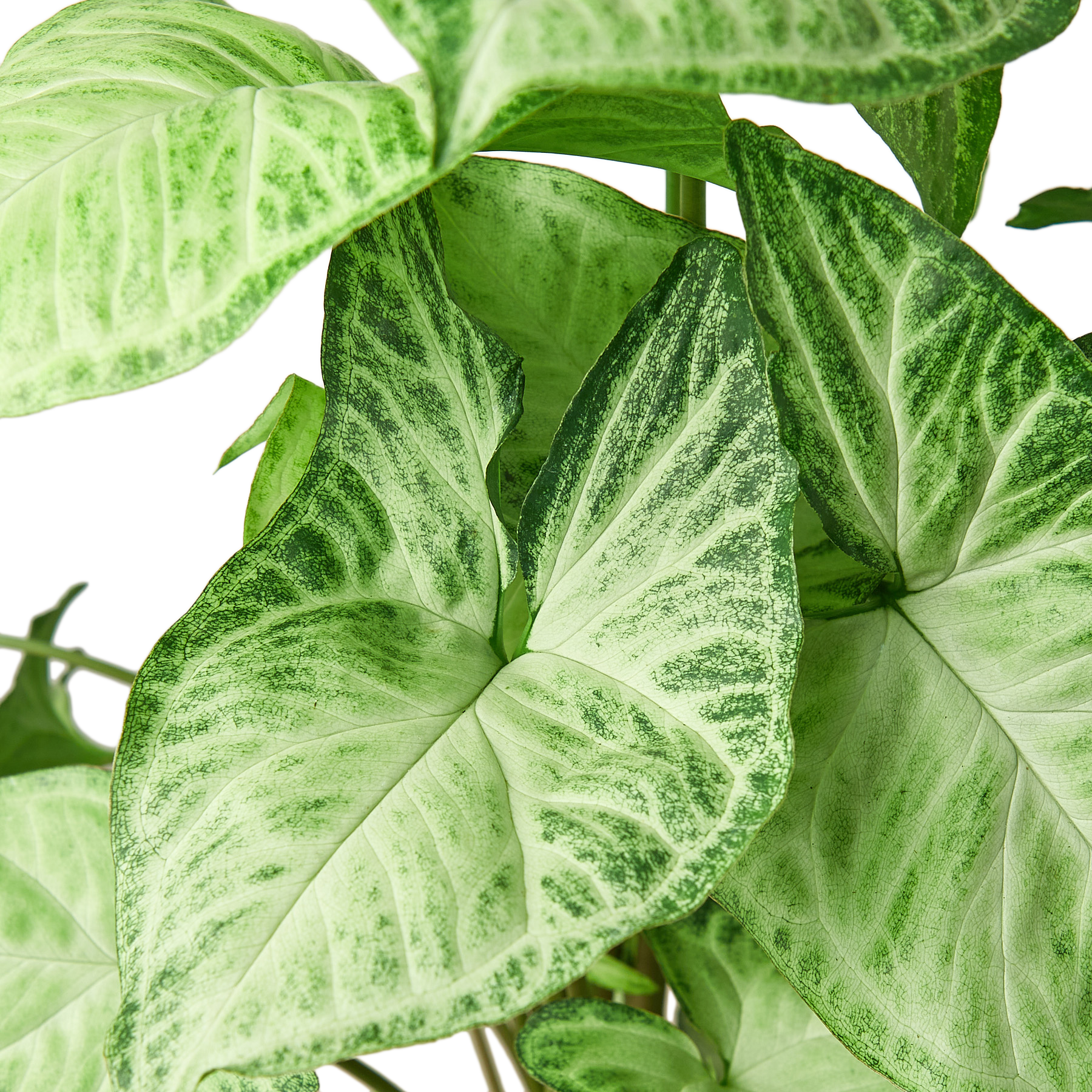 Syngonium White Butterfly – view 6