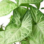 Syngonium White Butterfly – view 6