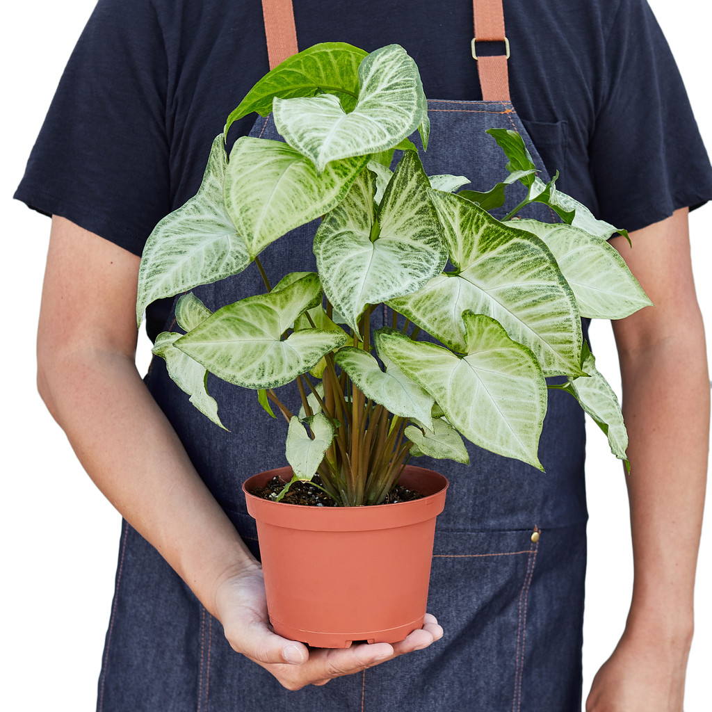 Syngonium White Butterfly – view 7