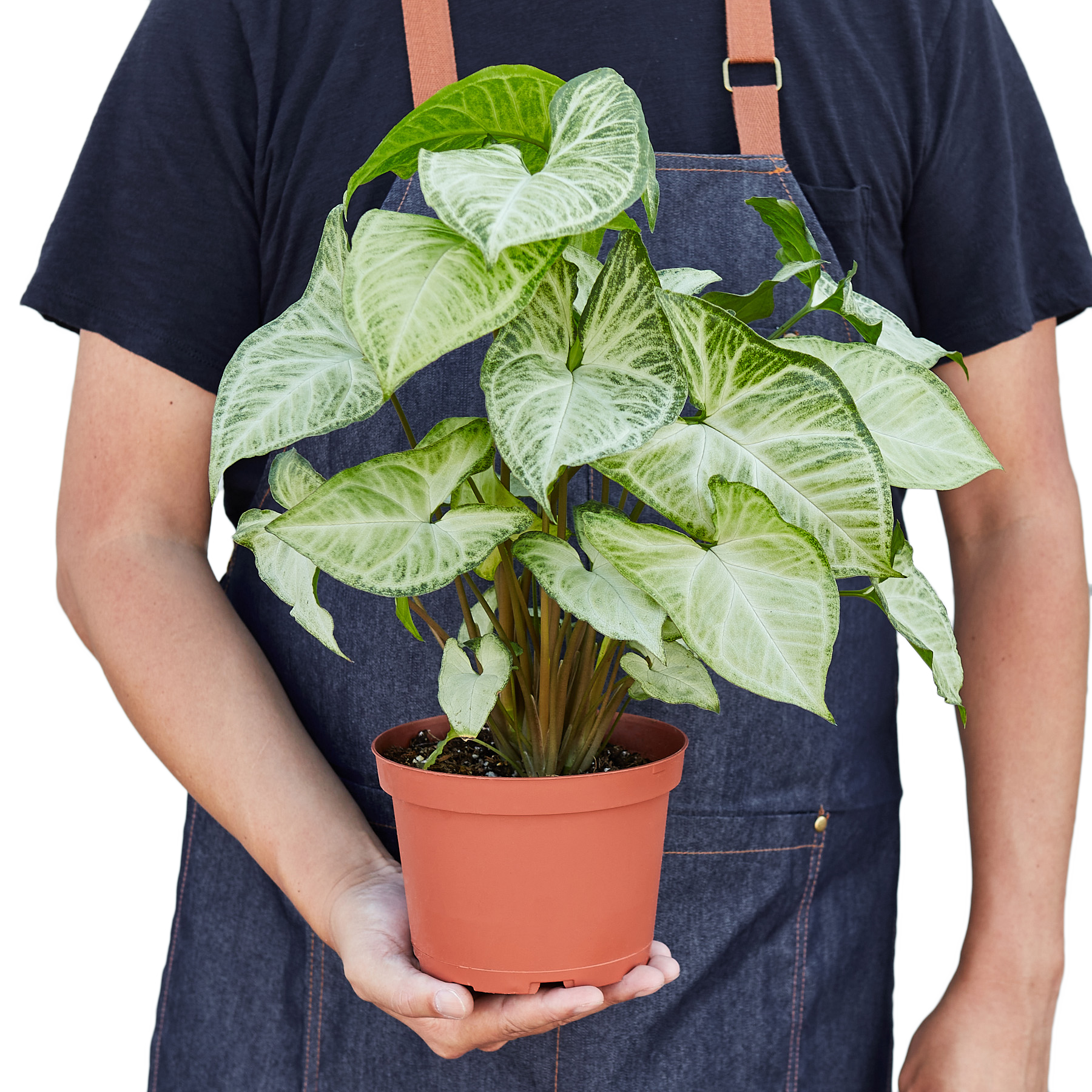 Syngonium White Butterfly – view 7