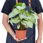 Syngonium White Butterfly – view 7