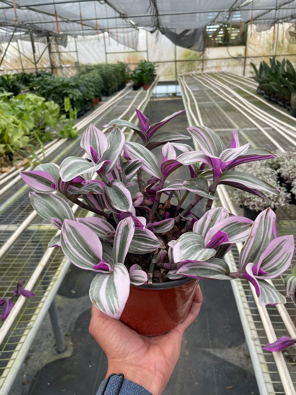 Tradescantia 'Nanouk' – view 4