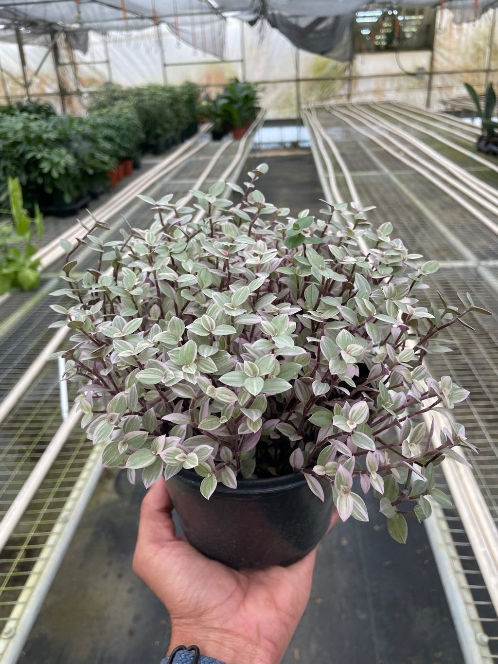 Tradescantia Callisia 'Pink Panther' – view 4