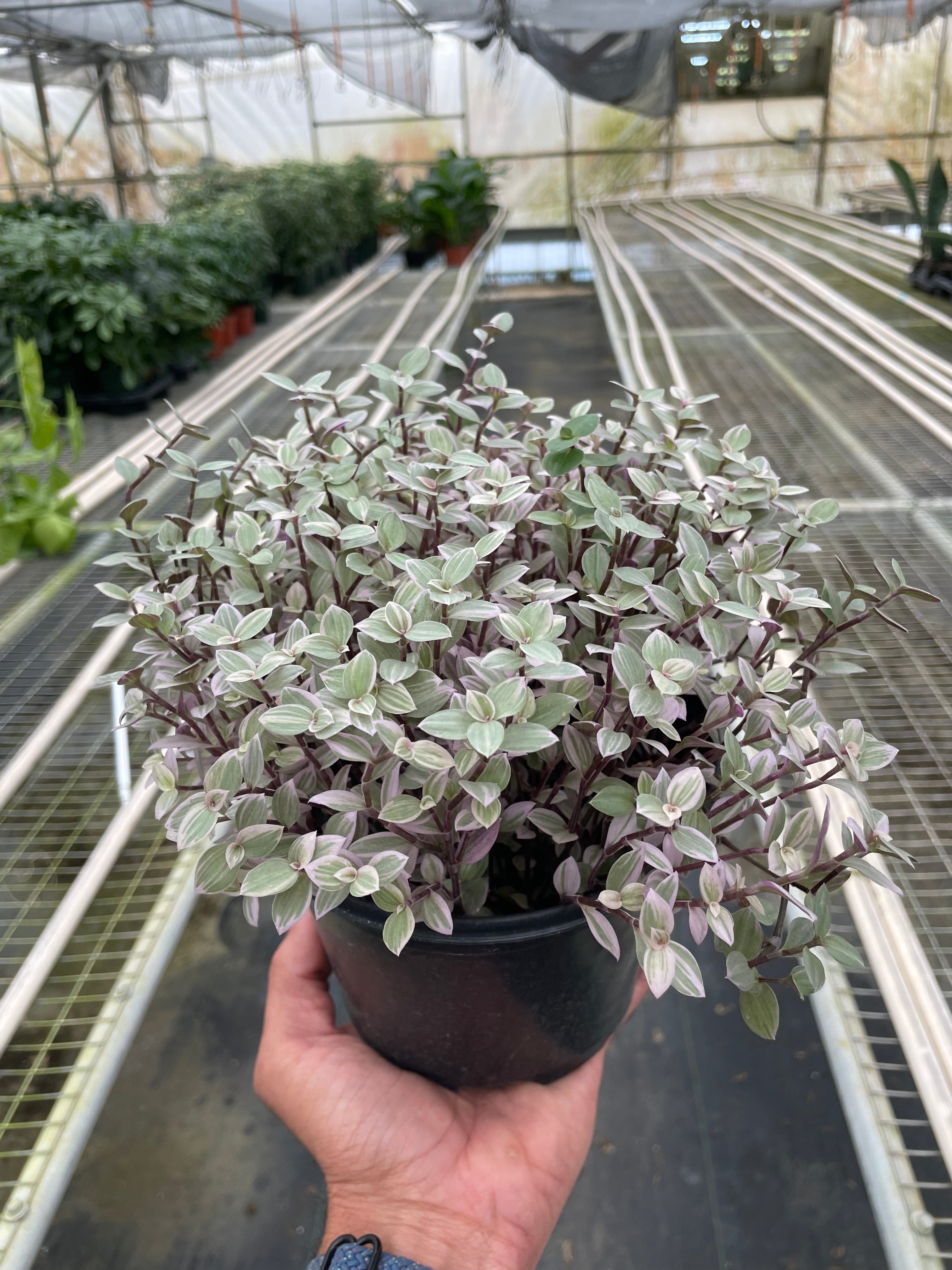 Tradescantia Callisia 'Pink Panther' – view 4