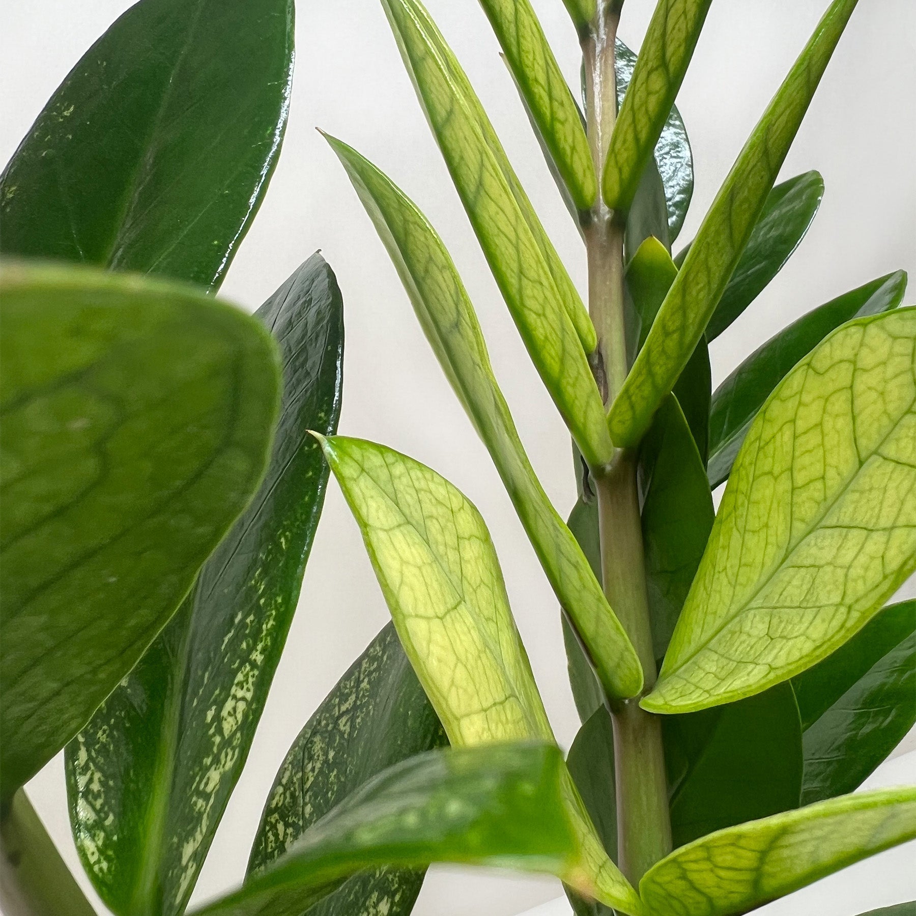 Zamioculcas 'Chameleon' – view 2