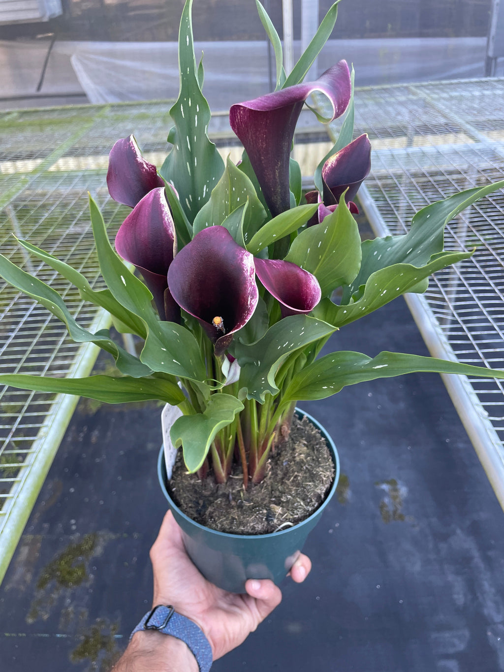 Calla Lily – view 13