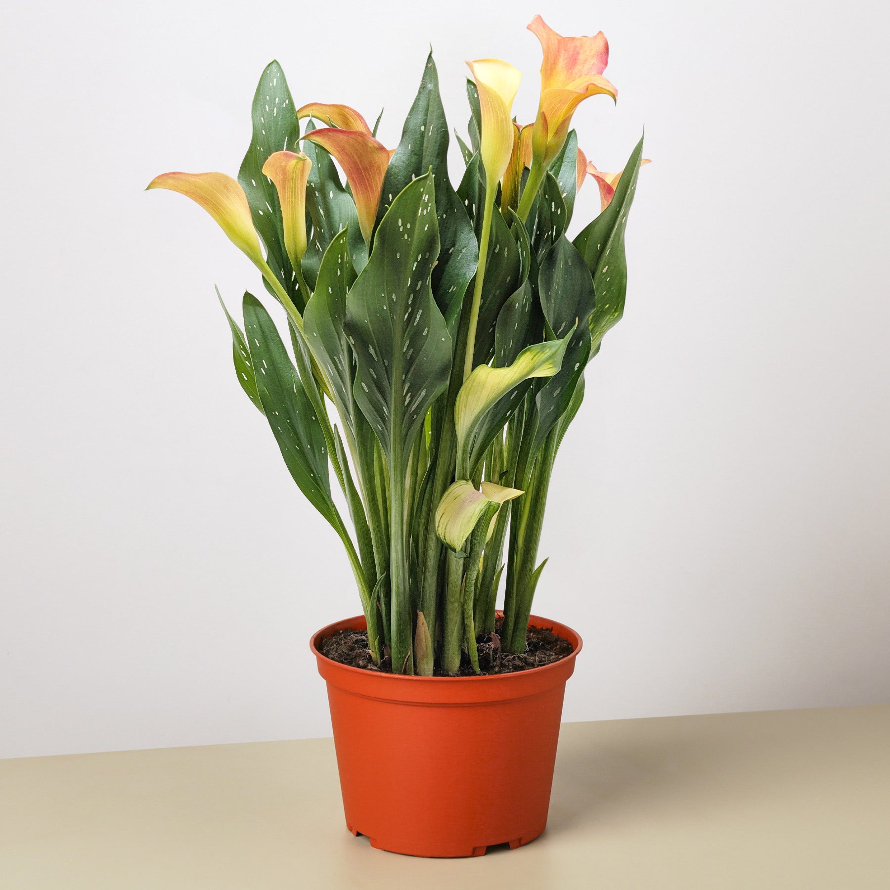 Calla Lily – view 7
