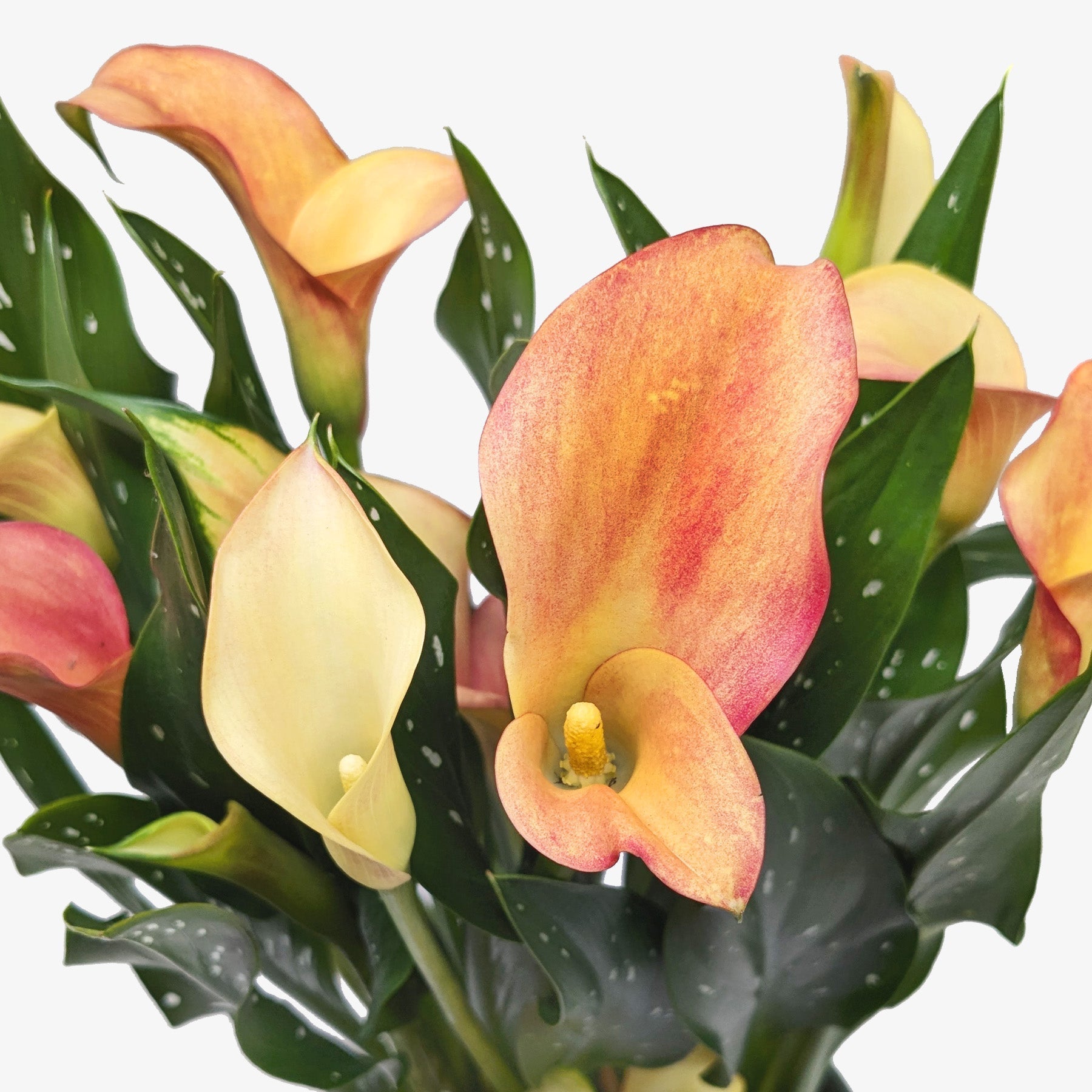 Calla Lily – view 8