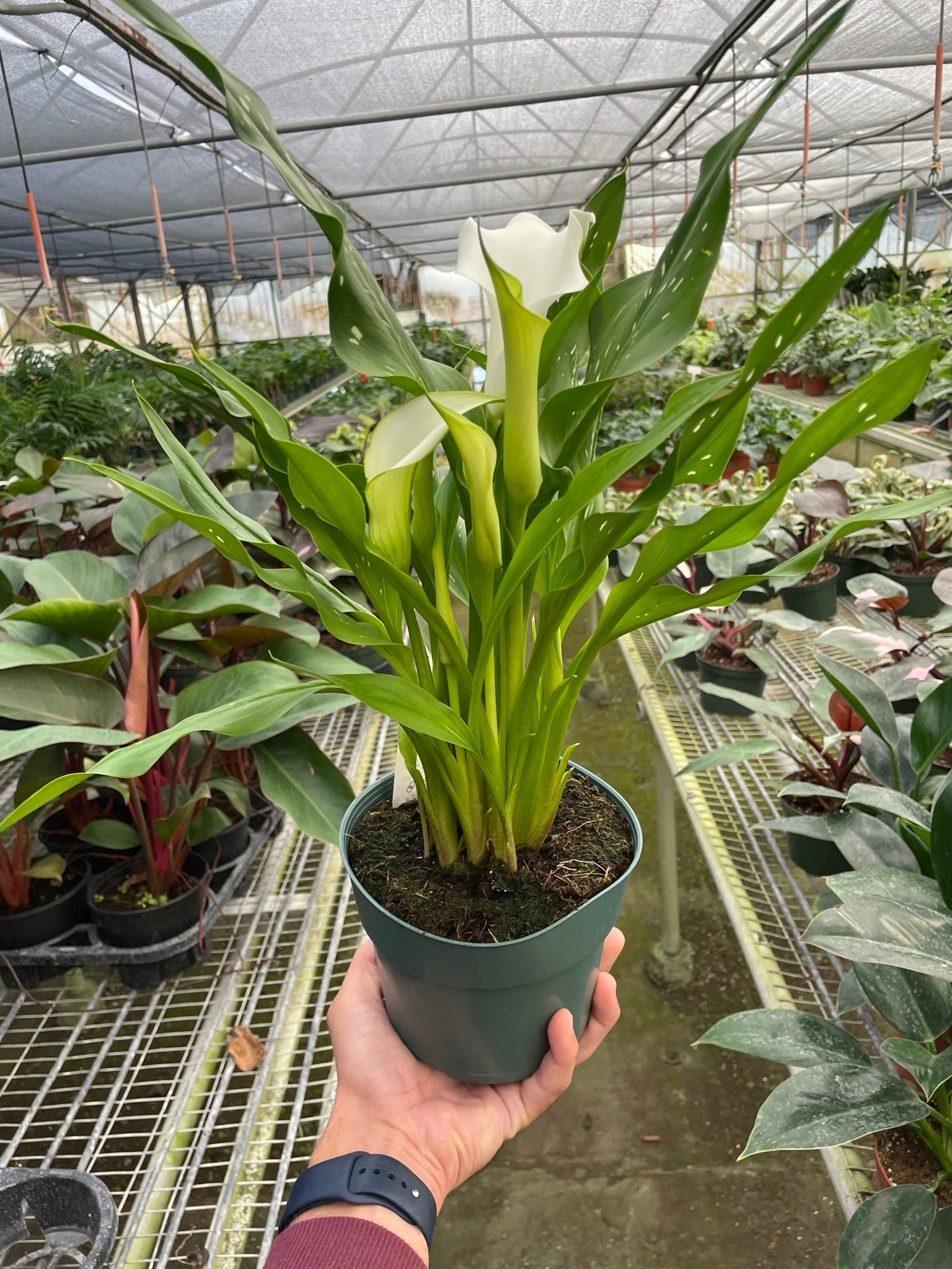 Calla Lily – view 12