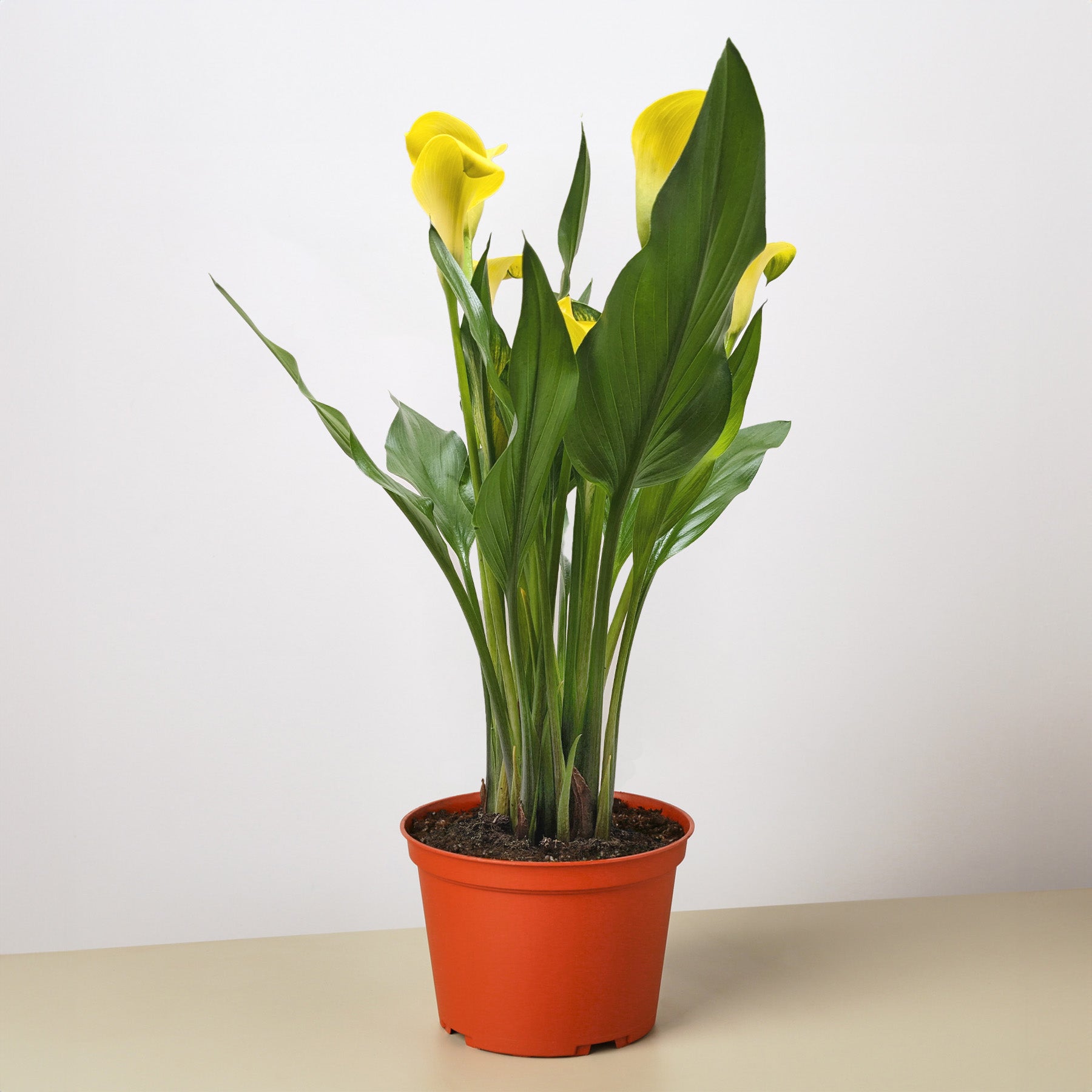 Calla Lily – view 9