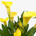 Calla Lily – view 10