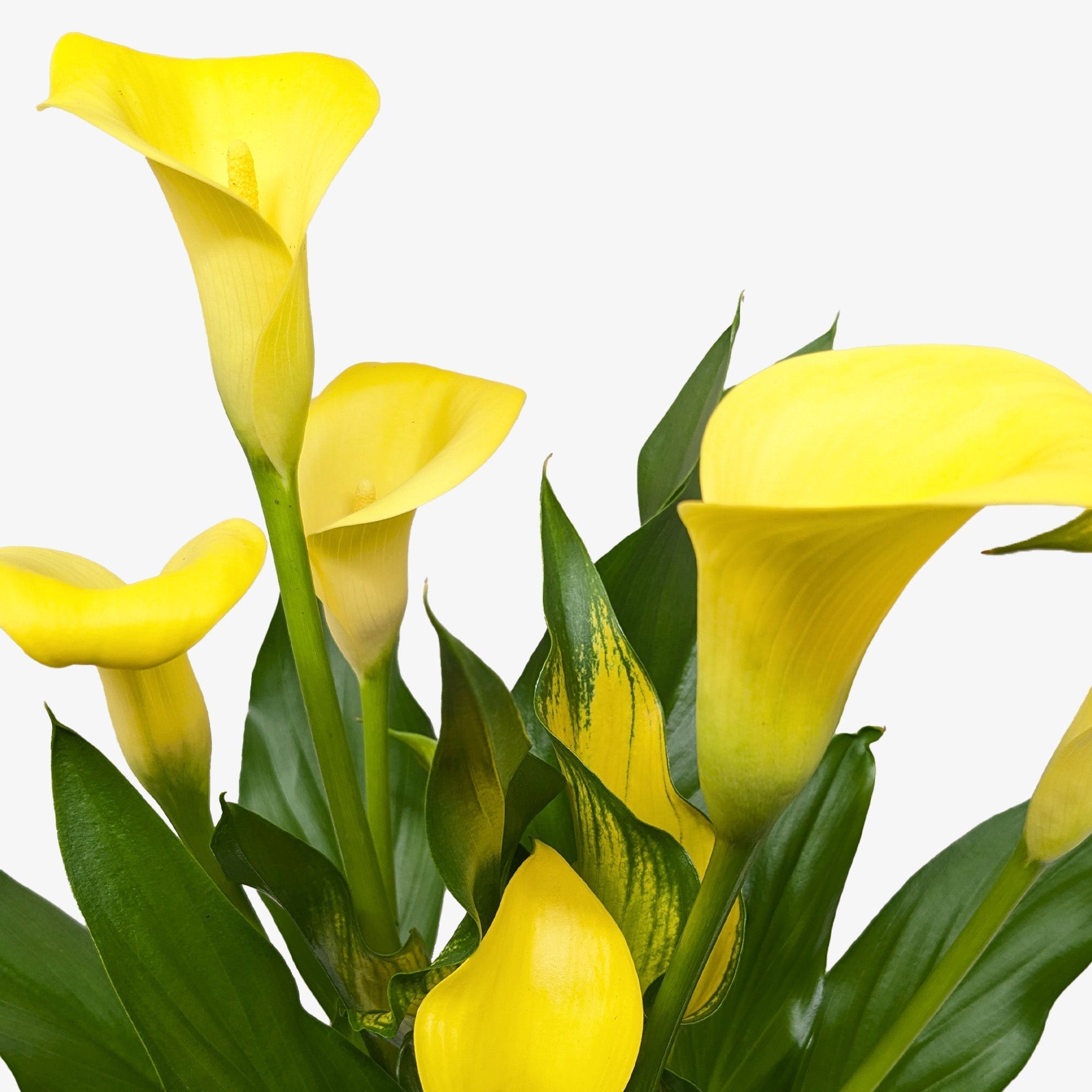 Calla Lily – view 10