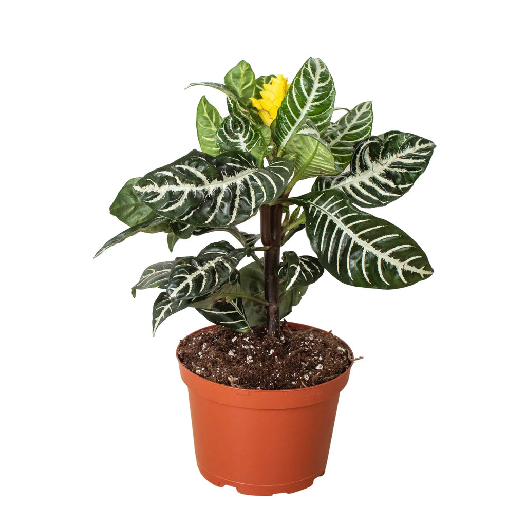 Zebra 'Aphelandra' – view 3