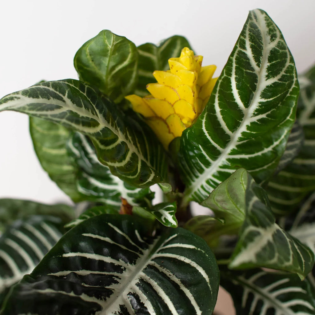 Zebra 'Aphelandra' – view 4