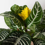 Zebra 'Aphelandra' – view 4