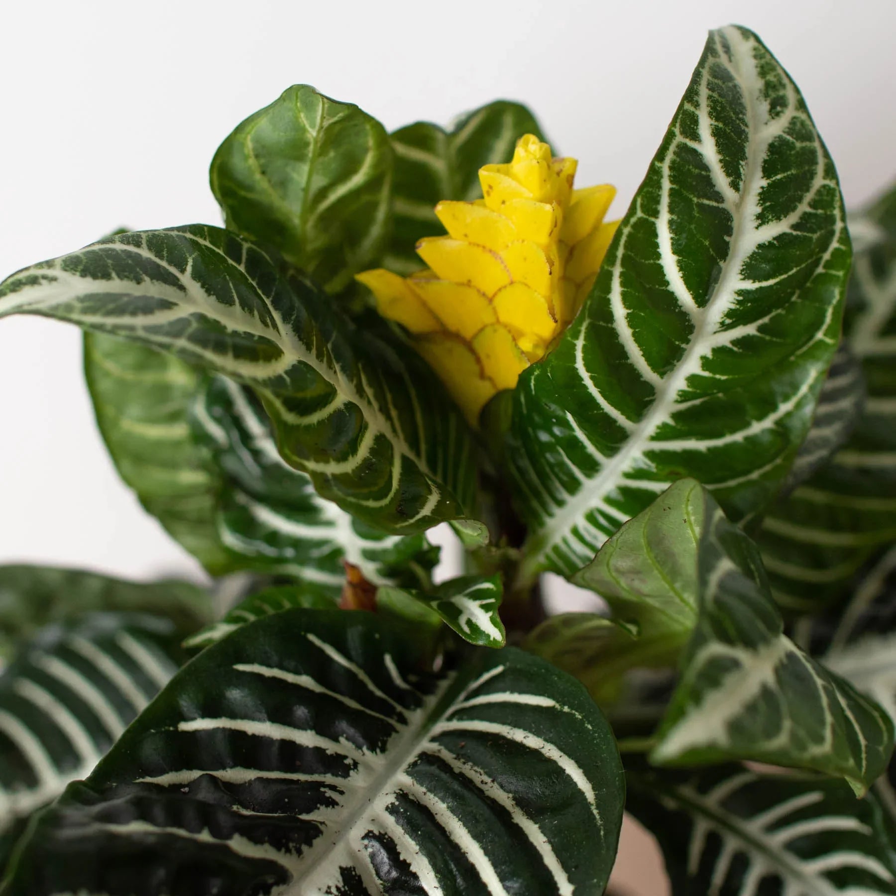 Zebra 'Aphelandra' – view 4