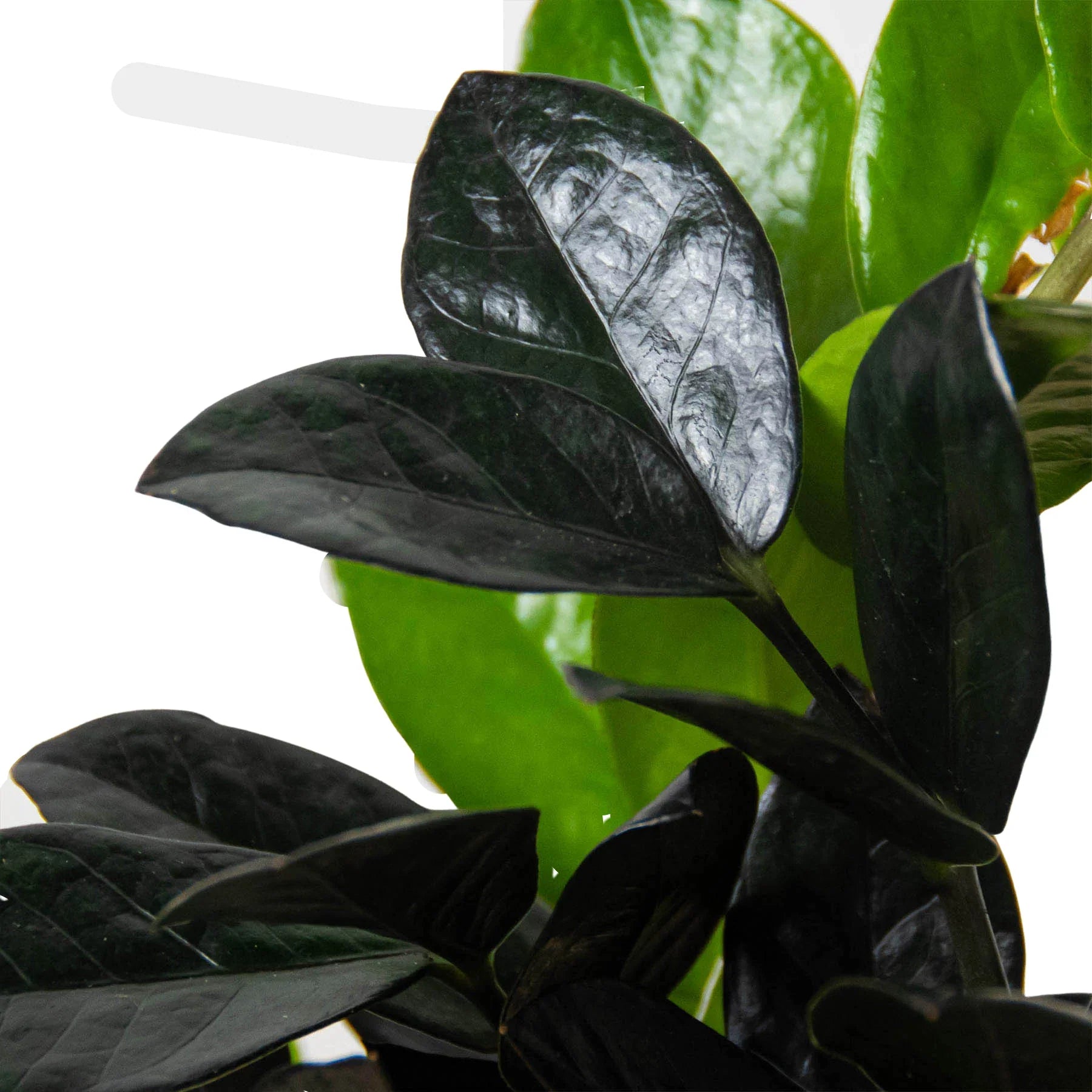 ZZ Zamioculcas 'Black Queen' – view 2