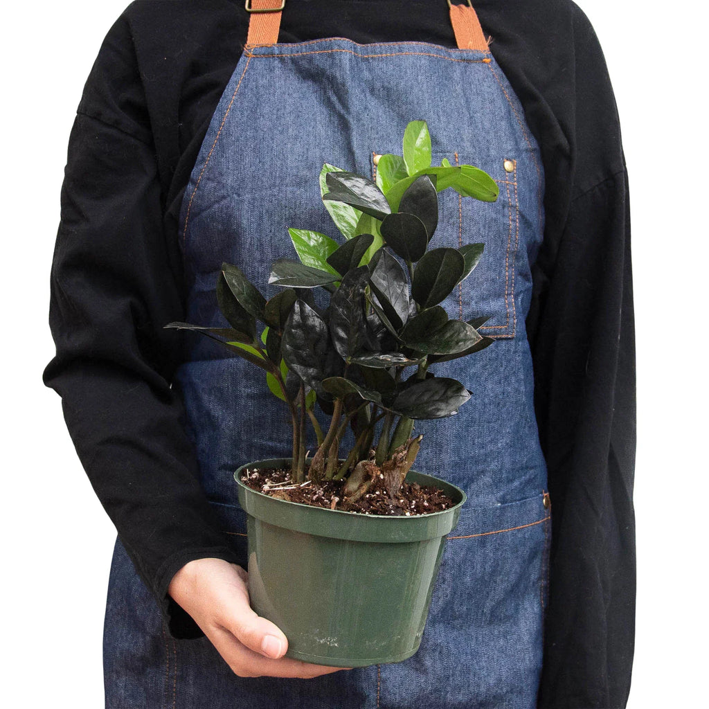 ZZ Zamioculcas 'Black Queen' – view 3