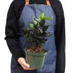 ZZ Zamioculcas 'Black Queen' – view 3