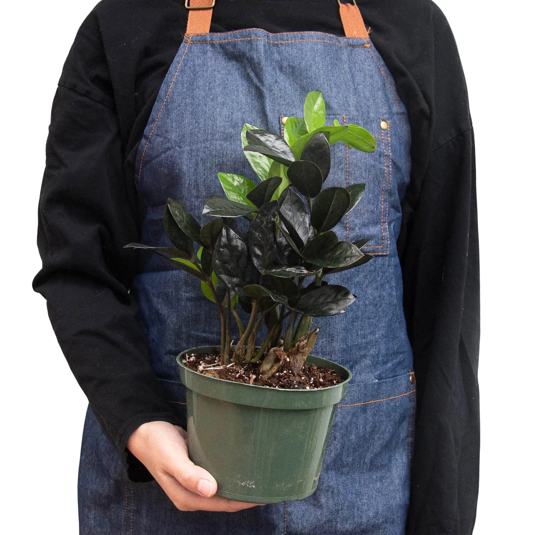 ZZ Zamioculcas 'Black Queen' – view 3