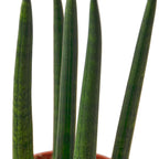 Snake Plant Cylindrica – view 7