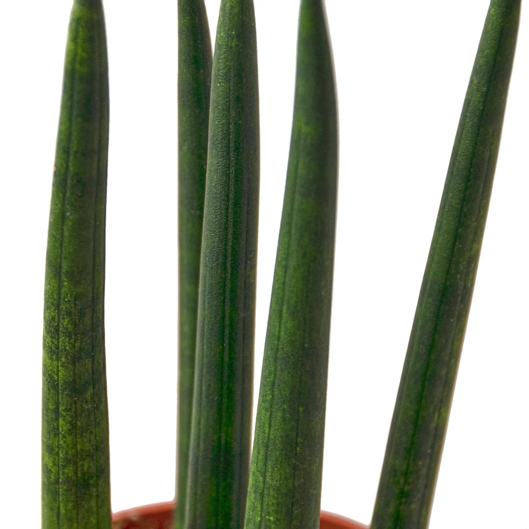 Snake Plant Cylindrica – view 7