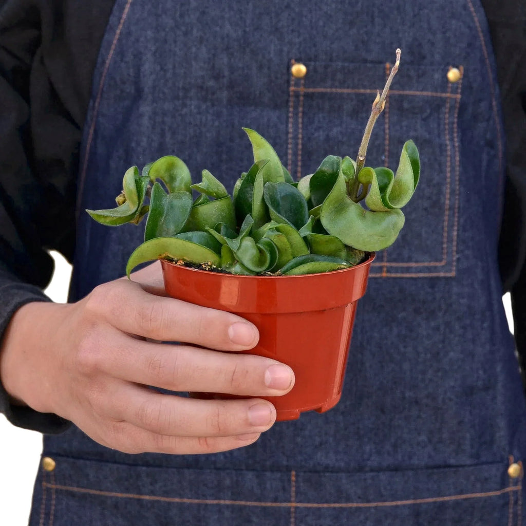 Hoya Rope Plant – view 4