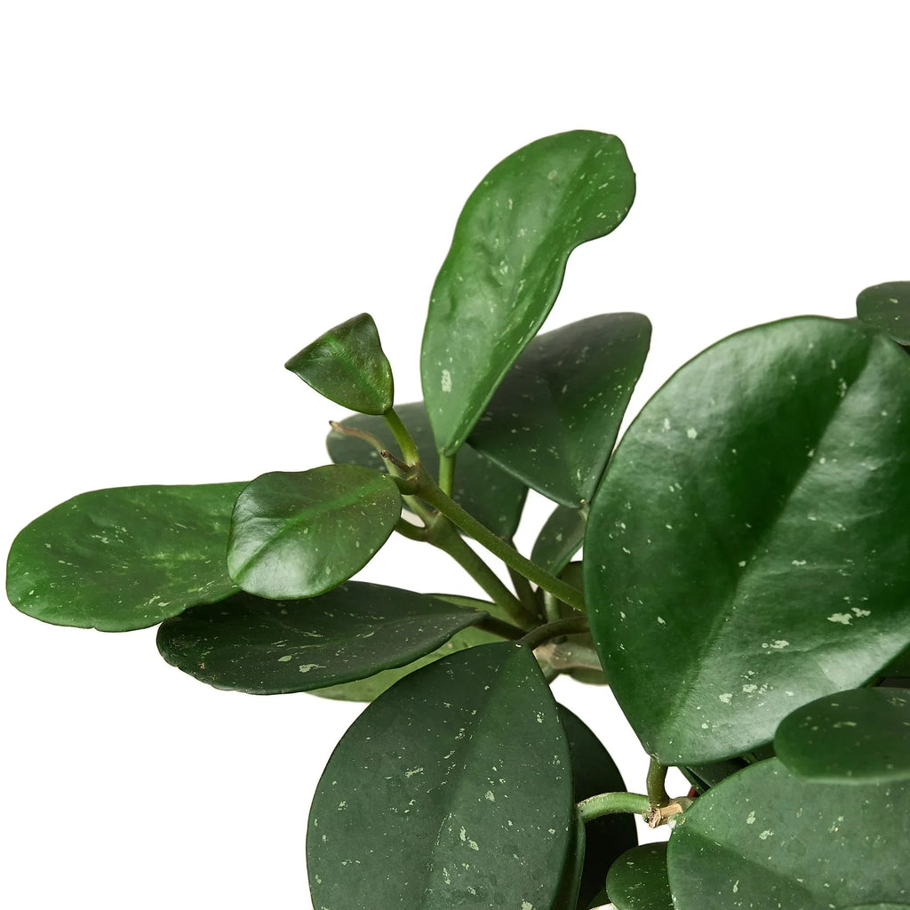 Hoya Obovata – view 4