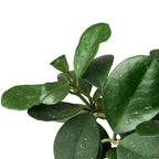 Hoya Obovata – view 4