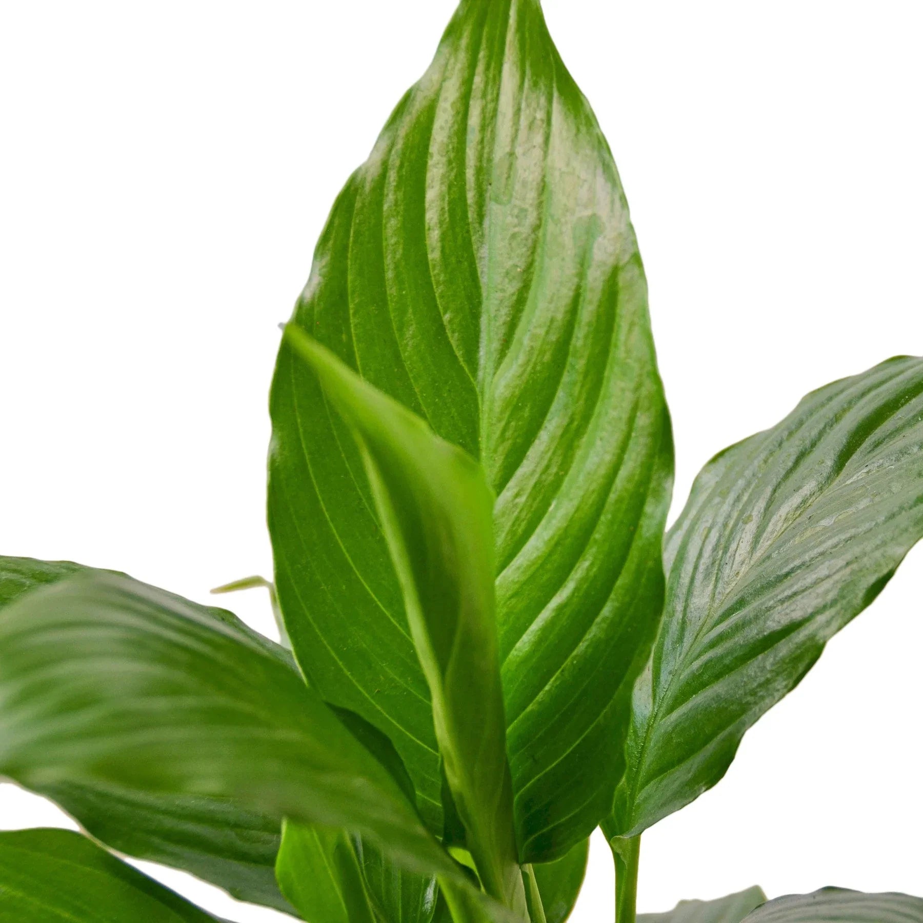 Spathiphyllum 'Peace Lily' – view 2