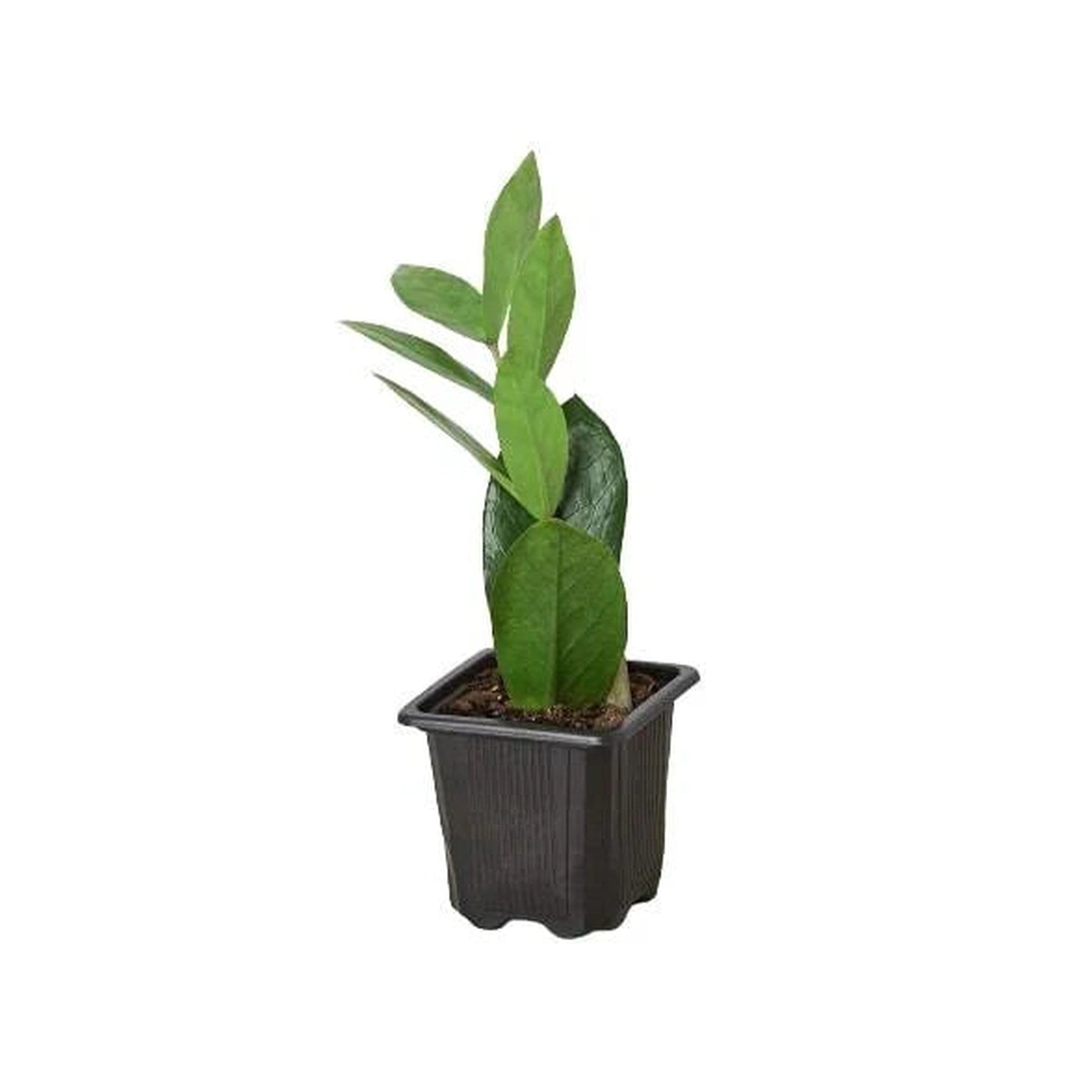 Zamioculcas Zamiifolia ZZ