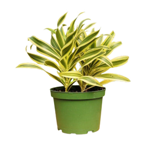 1 Mystery Plant Monthly Subscription Box