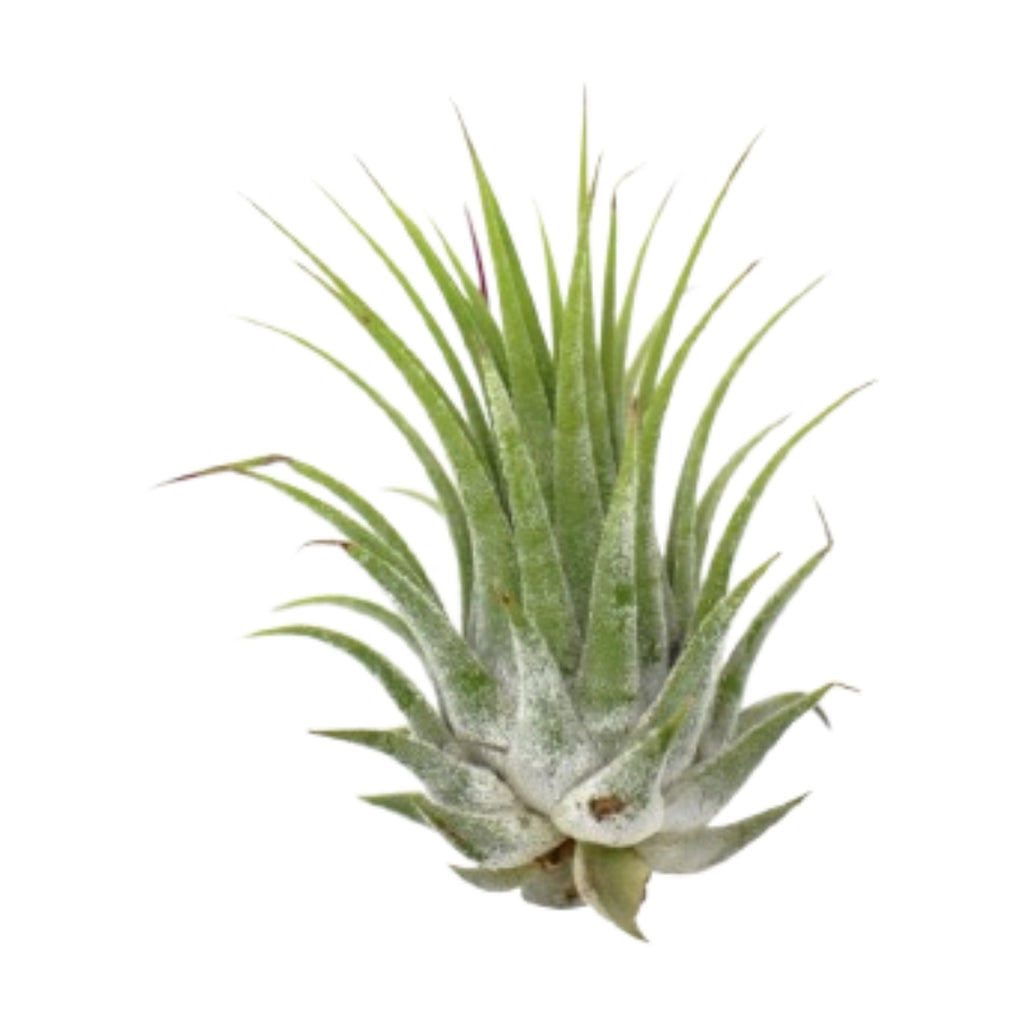 Tillandsia Air Plant Ionantha - 5 Pack