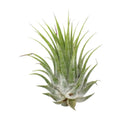 Tillandsia Air Plant Ionantha - 5 Pack