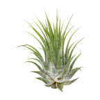 Tillandsia Air Plant Ionantha - 5 Pack